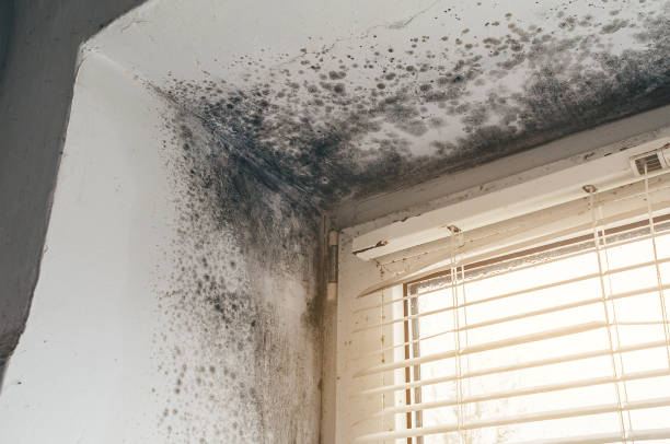 Affordable Mold Cleanup solutions in Garden City, NY